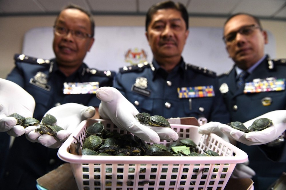 Royal Malaysian Customs officials display seized red-eared slider tortoises during a press conference in Sepang June 26, 2019 after a foiled smuggling attempt by a syndicate. u00e2u20acu201d AFP pic