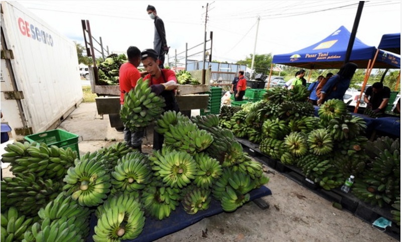 The Federal Agricultural Marketing Authority said it buys Pisang Sabah from farmers in the district for sale in peninsular Malaysia. u00e2u20acu201d Bernama pic