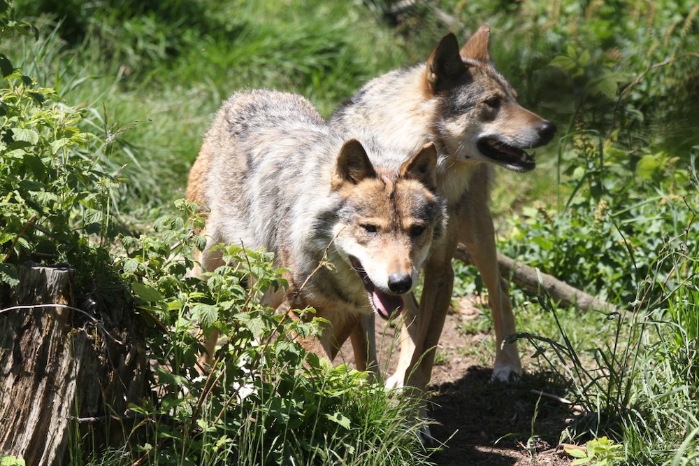 In this file photo taken on June 18, 2015 European gray wolves are pictured in the semi-wildlife animal park of Les Angles, southwestern France. u00e2u20acu201d AFP picnn