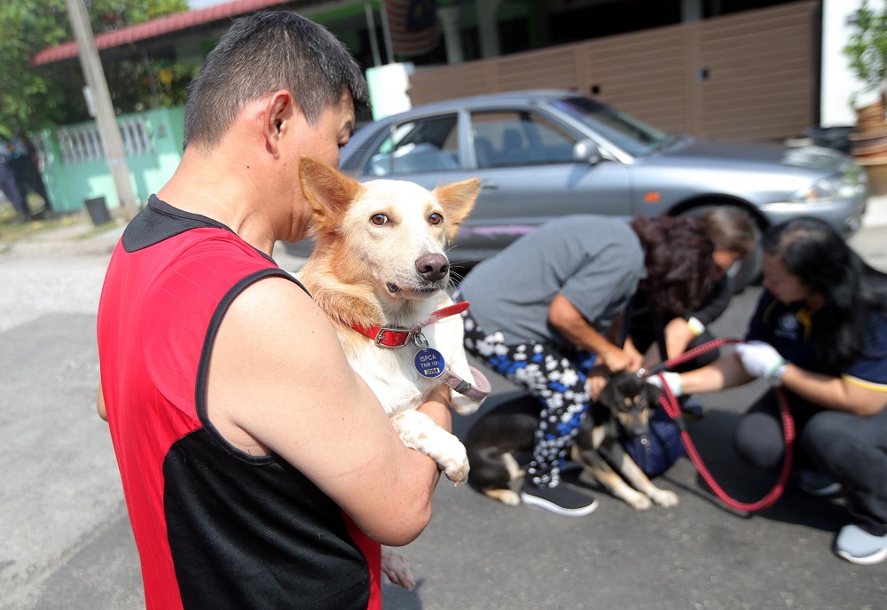 ISPCA president Ricky Soong said to prevent strays from being inhumanely put down, the council would contact the societyu00e2u20acu2122s volunteers first whenever it gets complaints of strays from the public. u00e2u20acu201d Picture by Farhan Najib 
