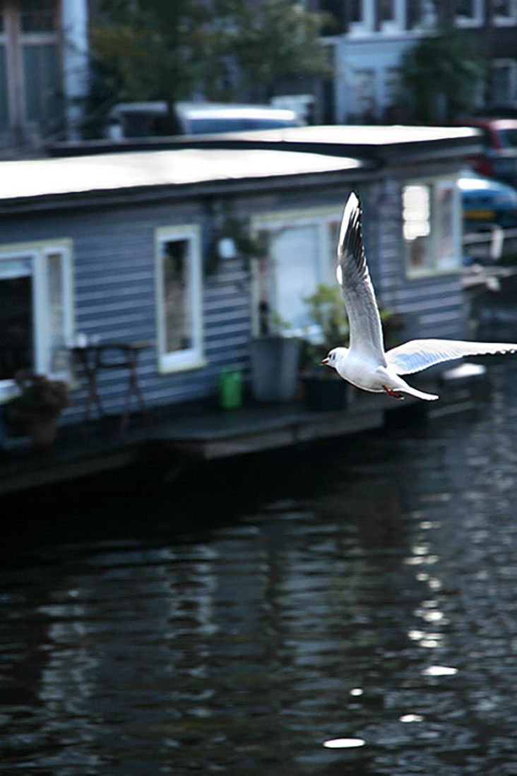 Look out for seagulls soaring over the canals.