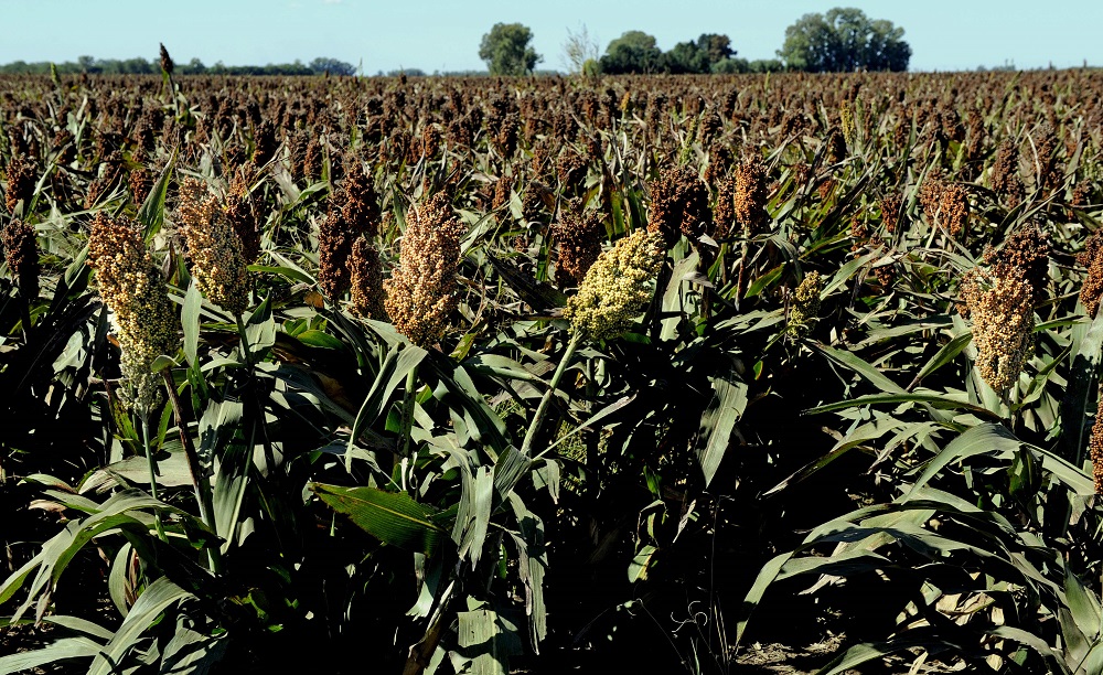 In this file photo taken on April 3, 2008, sorghum is ready to be harvested in the locality of Perez Millan, 200km from Buenos Aires. u00e2u20acu201d AFP pic         