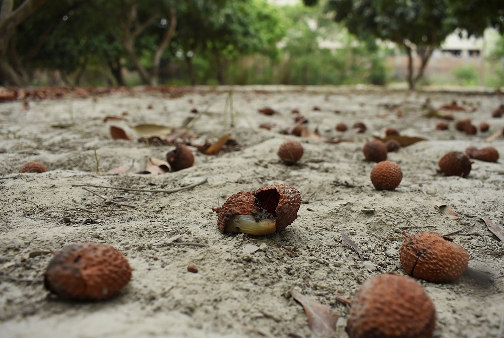In this picture taken on June 20, 2019, lychee fruits are seen on the ground at Hichara village of Muzaffarpur district in the Indian state of Bihar. u00e2u20acu201d AFP pic      