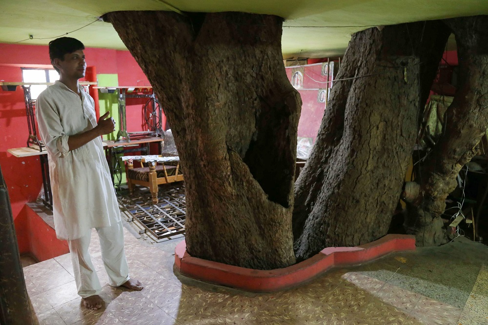 In this photograph taken on June 4, 2019, Yogesh Kesharwani, the son of Moti Lal Kesharwani who built the house around a peepal tree (sacred fig tree), stands on the first floor of their home in Jabalpur. u00e2u20acu201d AFP pic  