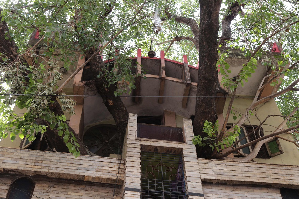 In this photograph taken on June 4, 2019, branches of a peepal tree (sacred fig tree) are seen protruding from the Kesharwani family’s house in Jabalpur, in the Indian state of Madhya Pradesh. — AFP pic