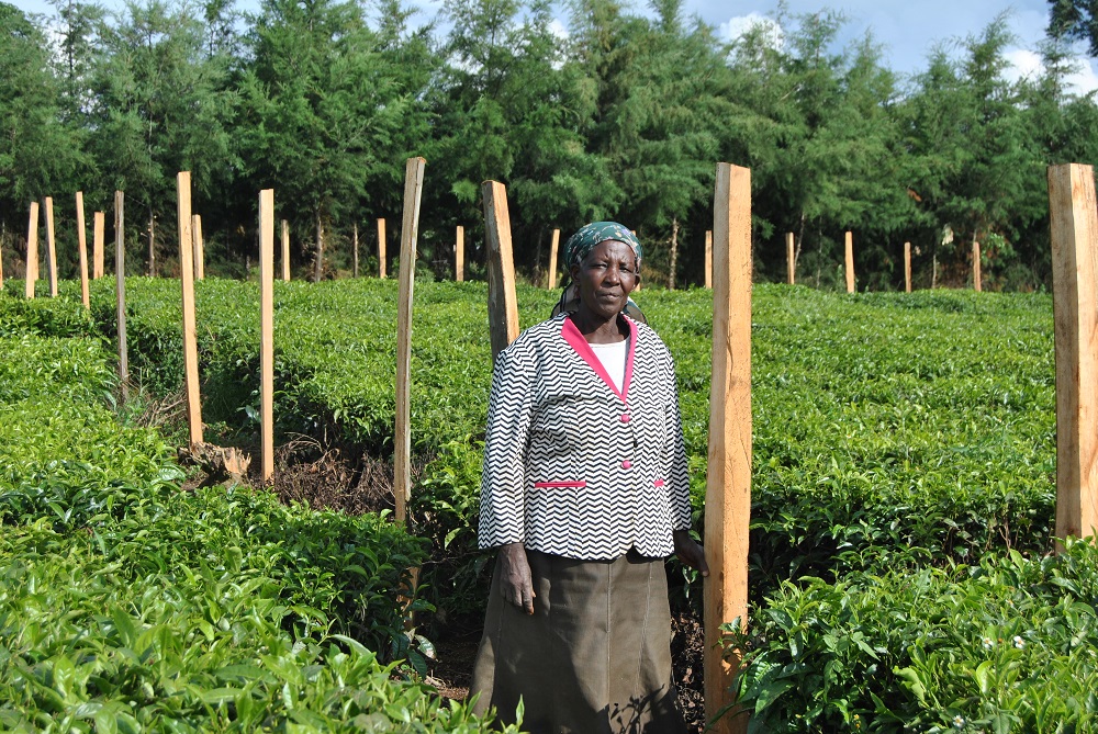 Rachel Korir stands next to a newly fenced piece of land in a tea plantation in Kapcheboi, Kenya May 6, 2019. u00e2u20acu201d Thomson Reuters Foundation pic