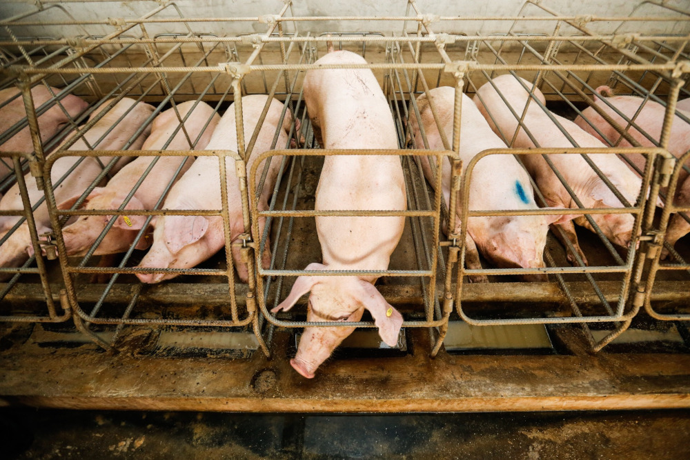 Pigs at KB Wong and Brothers pig farm in Kampung Valdor, Sungai Bakap June 24, 2019. u00e2u20acu201d Picture by Sayuti Zainudin
