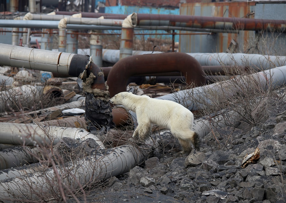 A stray polar bear is seen in the industrial city of Norilsk, Russia June 17, 2019. u00e2u20acu201d Reuters pic       