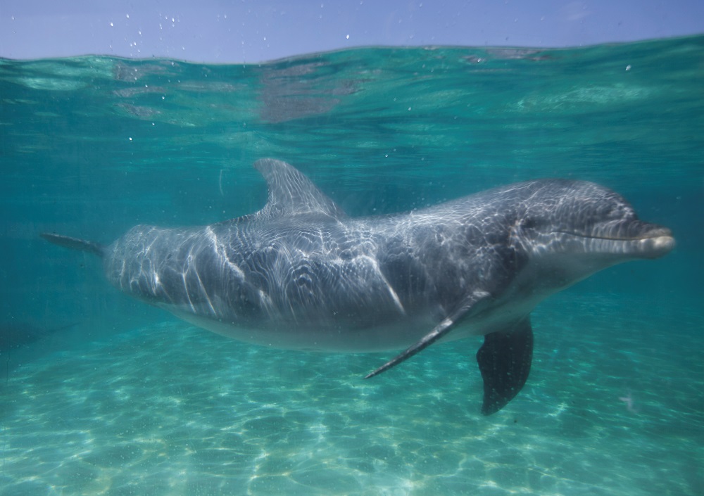A bottle nose dolphin swims underwater in a pool at the animal theme park SeaWorld in San Diego, California March 19, 2014. u00e2u20acu2022 Reuters pic
