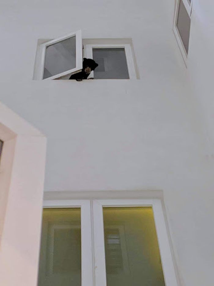 File photo showing the sun bear leaning out of a window of an apartment unit of the Sentrio Pandan Condominium, Desa Pandan in June last year. — Picture via Facebook/Ida Shareena