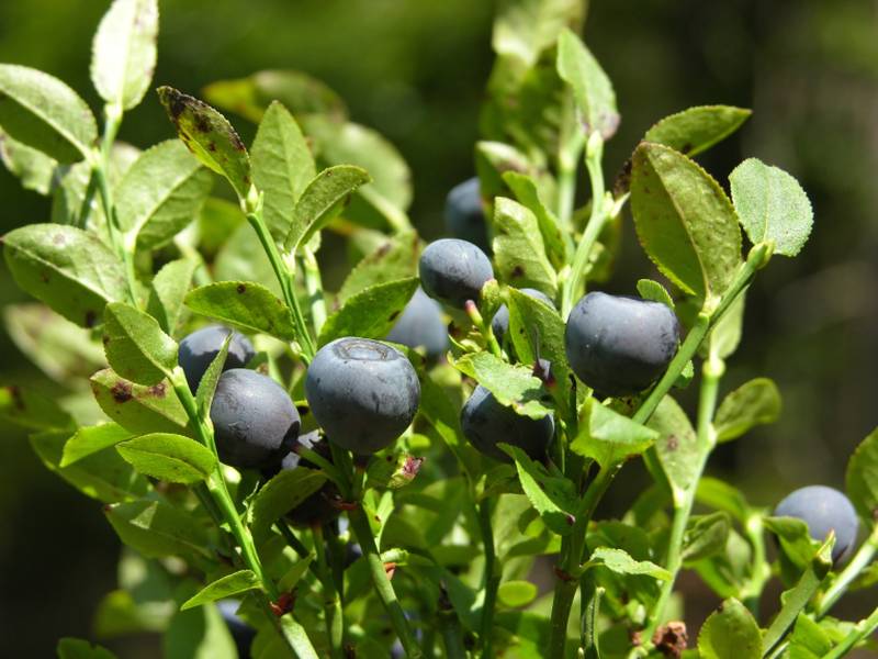 Study has shown that eating 150 grammes of blueberries a day can sustainably improve vascular function and arterial stiffness. u00e2u20acu2022 AFP pic