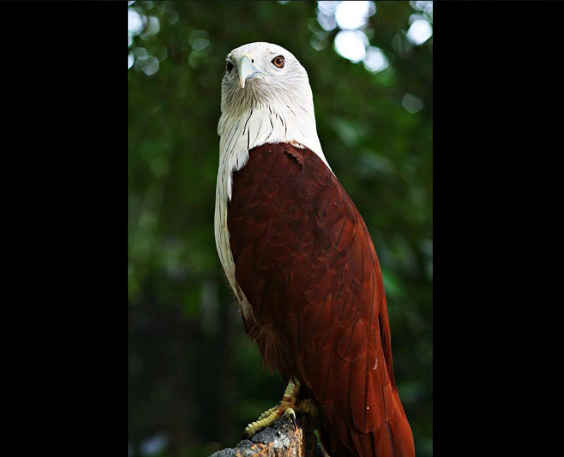 The brahminy kite is a protected species under the Wildlife Conservation Act 2010, and anyone in possession of the eagle can be fined up to RM100,000, jailed up to three years, or both. u00e2u20acu201d Picture via Facebook