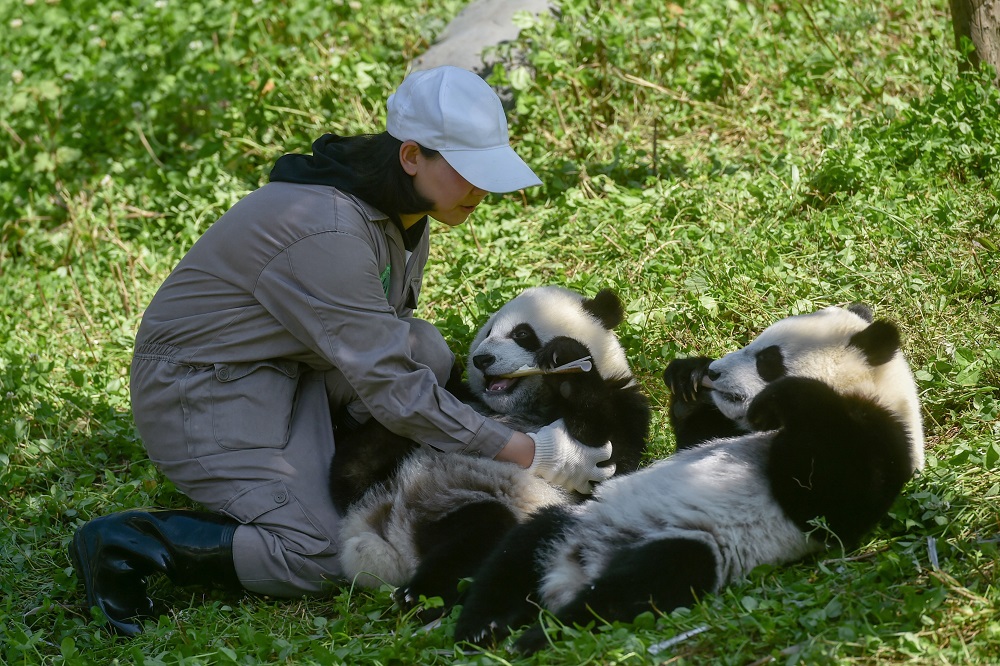 This photo taken on June 13, 2019, shows a panda keeper taking care of twin panda cubs Hehe and Meimei in the Shenshuping panda base of the Wolong National Nature Reserve in Wenchuan, China's southwestern Sichuan province. u00e2u20acu2022 AFP pic      