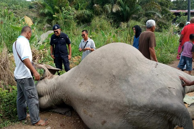 Villagers stumbled upon the bodies of the three dead elephants near Kampung Sri Timur 3, Kluang yesterday morning. u00e2u20acu201d Picture via Twitter