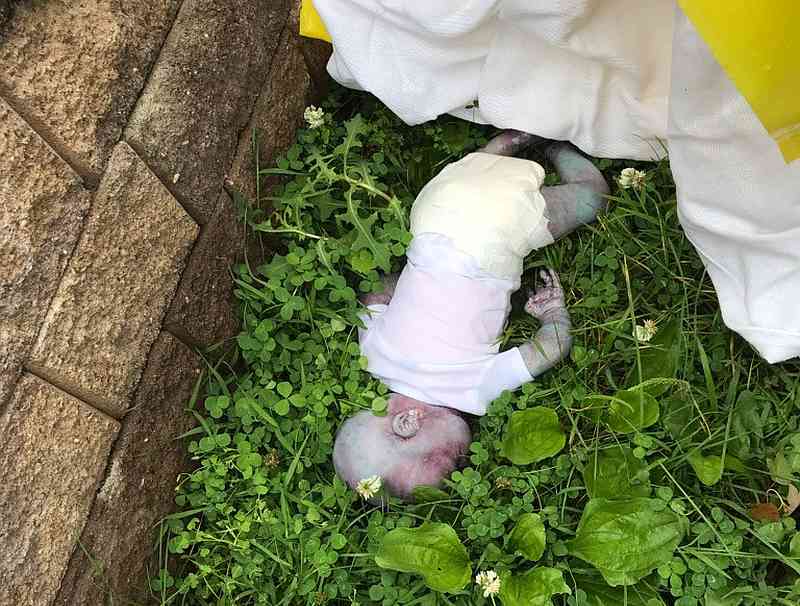 A doll lies in the grass near Crocheron Park, in the Queens borough of New York June 18, 2019. u00e2u20acu201d New York Police Department handout via Reuters
