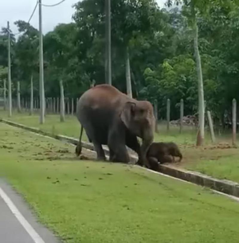 According to witnesses, the calf was trapped for about six hours before its mother managed to free it and lead it into the forest reserve. u00e2u20acu201d Picture via Twitter/Bernamadotcom