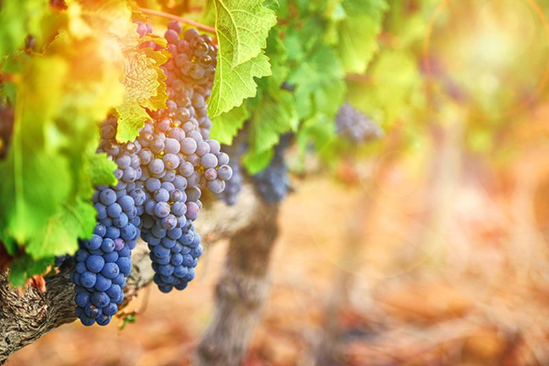 A Europe-wide team of archeologists and geneticists analysed the genomes of 28 grape pips unearthed at nine dig sites across France, the oldest dating to around 2,500 years ago. u00e2u20acu2022 AFP pic