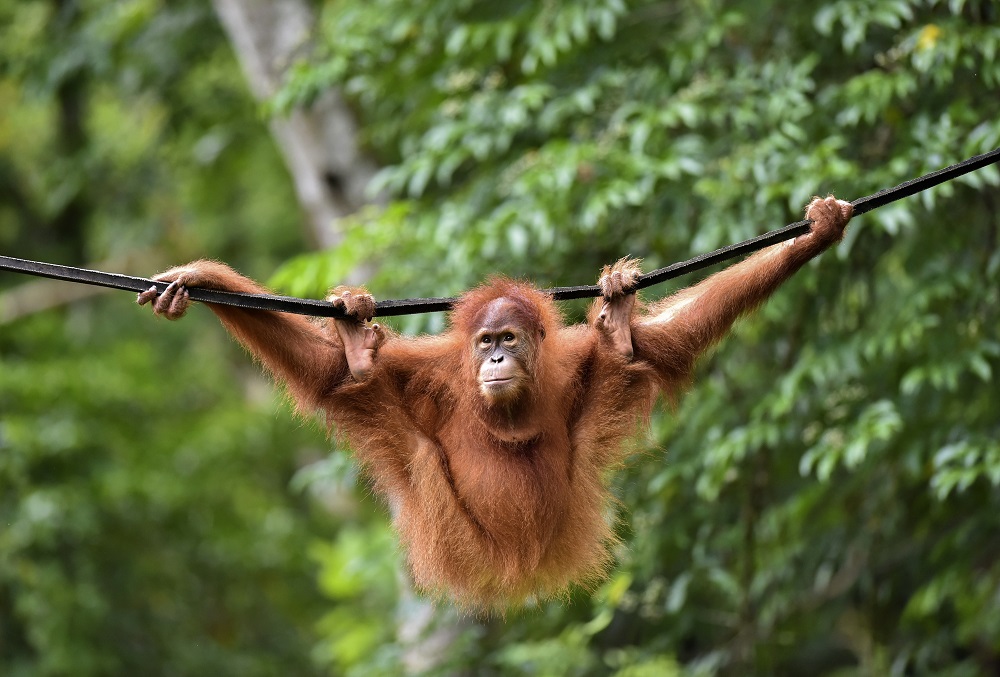 This picture taken on June 18, 2019 shows a young Sumatran orangutan named Elaine swinging on a line at the forest reserve in Jantho. u00e2u20acu201d AFP pic