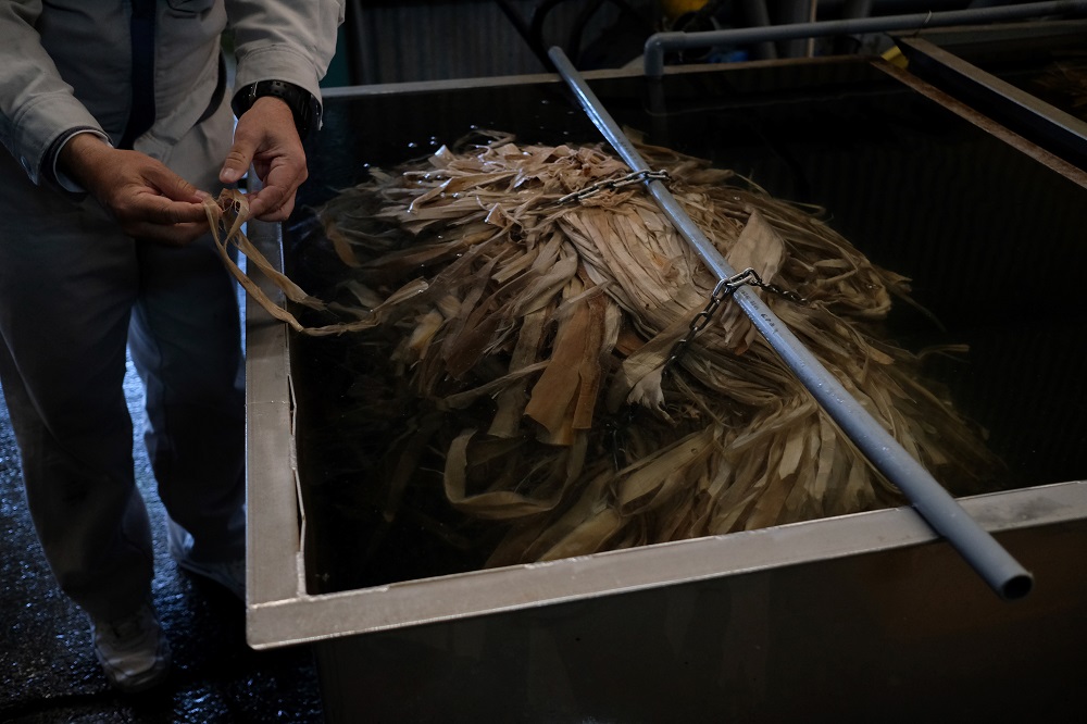 This picture taken on March 15, 2019 shows the plant called kozo, or mulberry, used for Japanese traditional ‘washi’ paper manufacturing, at the Hidaka Washi factory in Hidaka, Kochi prefecture, some 640 kilometres southwest of Tokyo. — AFP pic       