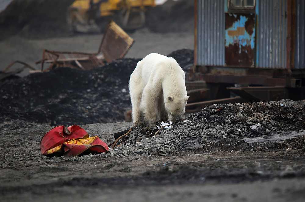 A stray polar bear is seen in the industrial city of Norilsk, Russia June 17, 2019. u00e2u20acu201d Reuters pic