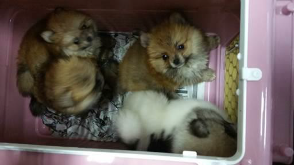 Some of the puppies that were kept on the yacht. u00e2u20acu201d TODAY pic