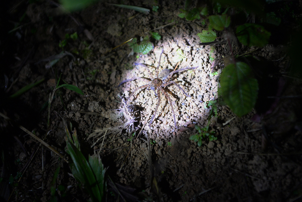 The Malaysian purple femur tarantula lives in the rainforest. 