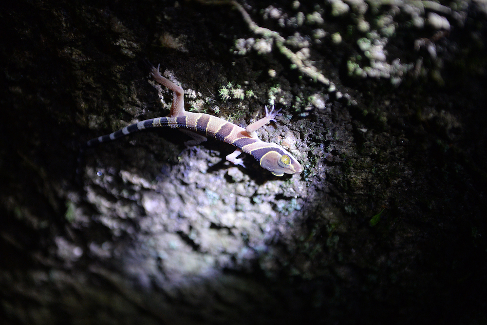 A Penang rock gecko... there are lots of creatures to see if you know how.
