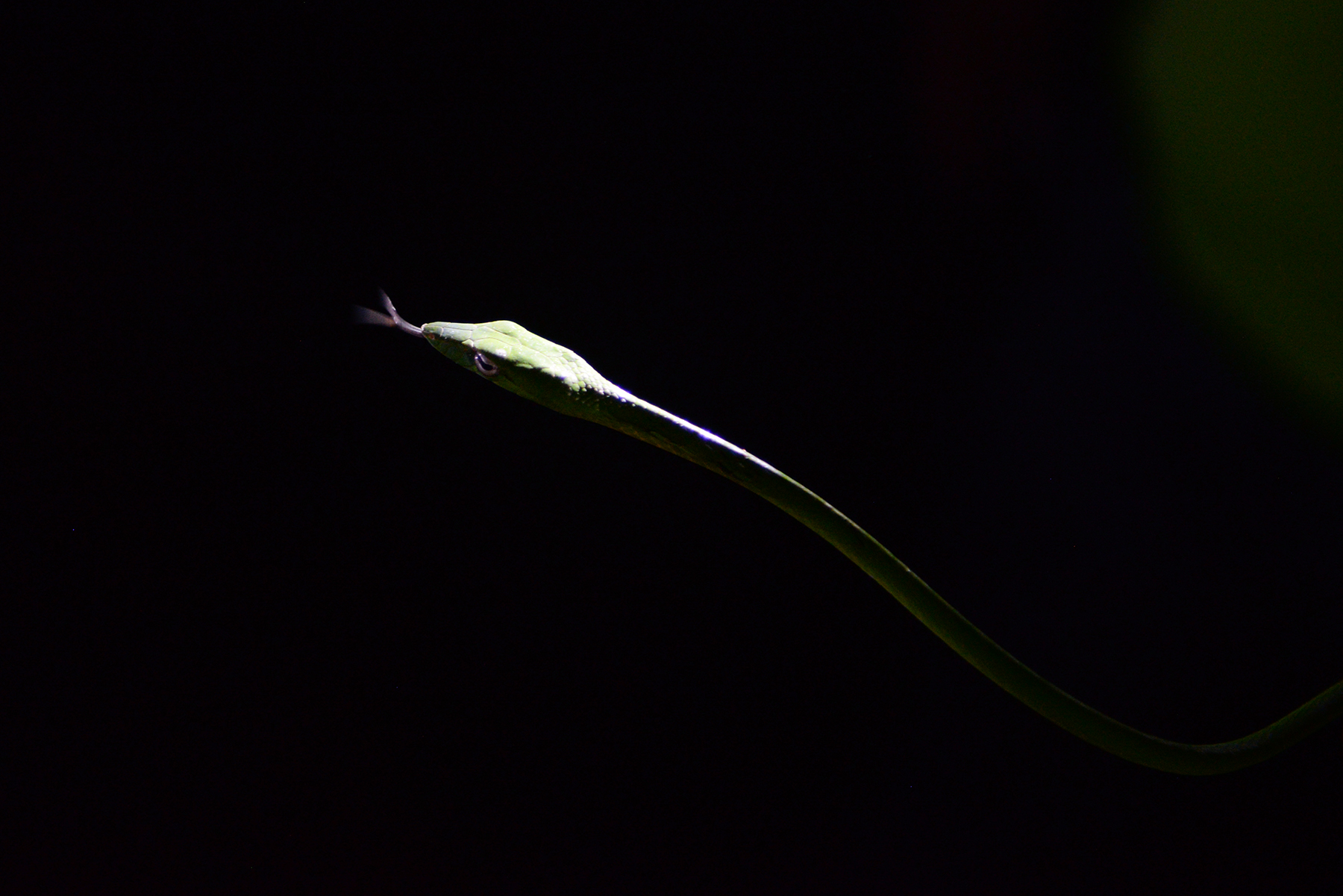 The Oriental Vine snake... spotted during the night walk.