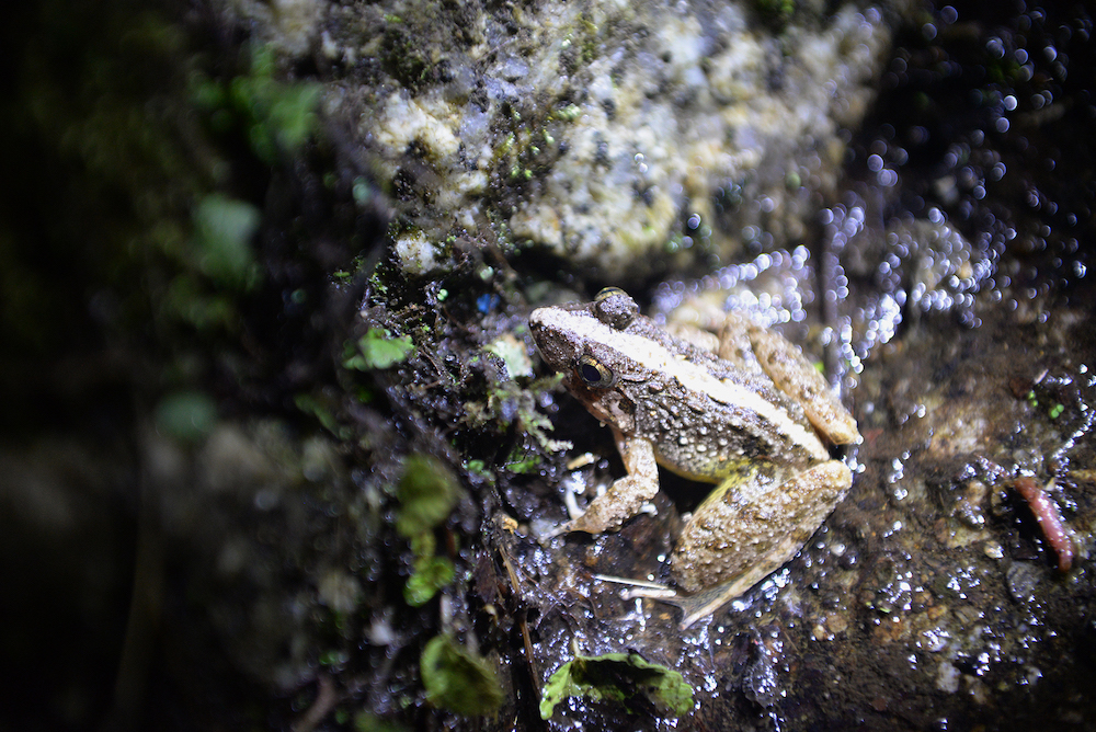 The Dwarf bush frog... another creature that comes out after dark.