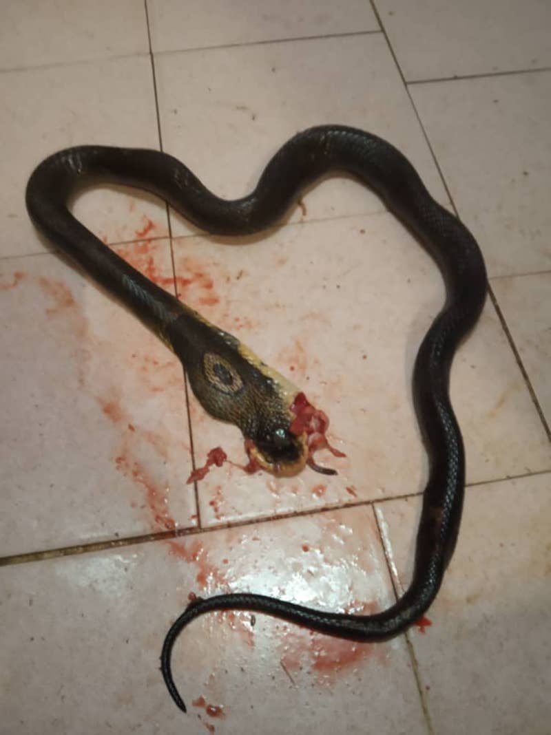 The woman bashed the snake on its head to a pulp with a ladle. u00e2u20acu201d Picture from Twitter/@ ybmisai97