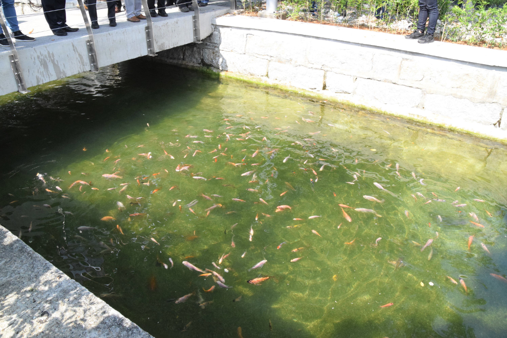 The newly restored Prangin Canal is teeming with a variety of fishes now. — Picture courtesy of George Town World Heritage Incorporated (GTWHI)