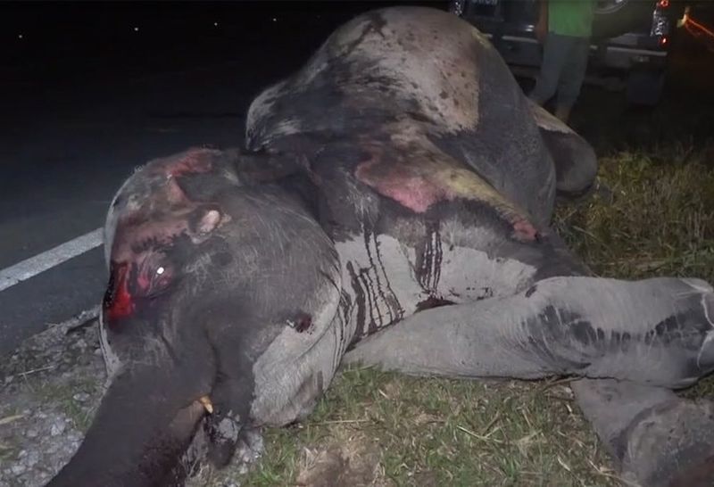 Seekor gajah mati dirempuh sebuah lori di Jalan Kuala Berang, 28 Julai 2019. u00e2u20acu201d Foto ihsan Facebook/DTTB