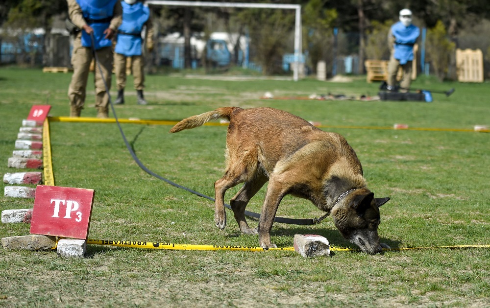 In this photo taken on April 7, 2019, an explosive detection dog searches in a field as Afghan dog handlers keep watch during a practice session at the Mine Detection Centre (MDC) in Kabul. u00e2u20acu201d AFP pic         