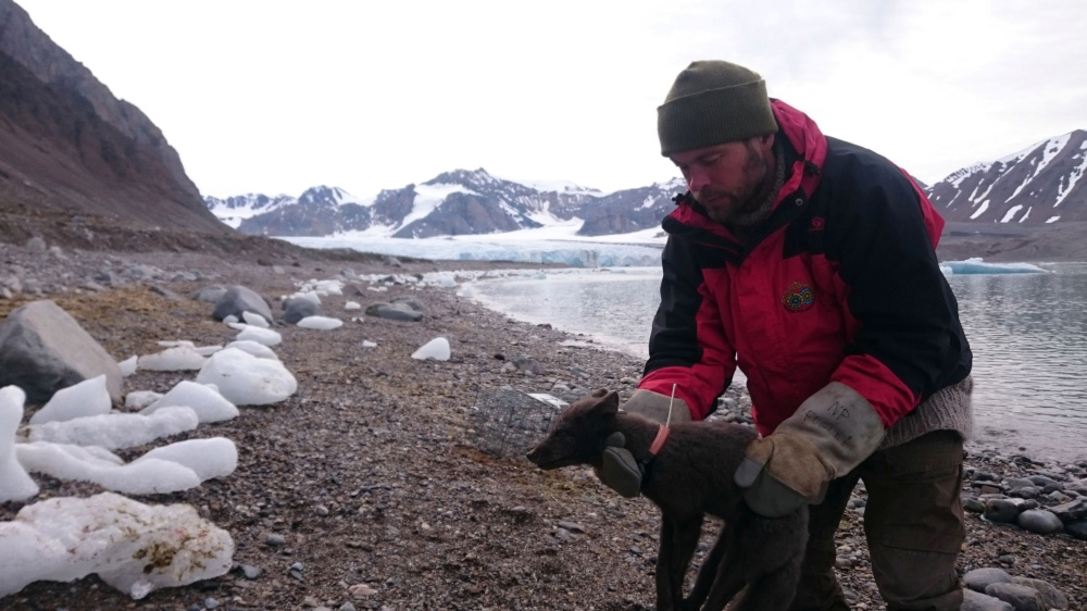 A researcher holds a female Arctic fox with a satellite collar, which allows scientists to track their movements, in Krossfjorden, Svalbard, Norway, July 29, 2017 in this image taken from social media. u00e2u20acu201d Picture by Elise Stromseng via Reutersn