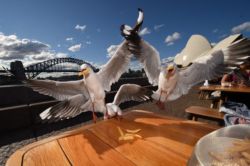 File photo taken on September 16, 2016 shows seagulls stealing chips from diners at Sydney Harbour. u00e2u20acu2022 AFP pic       