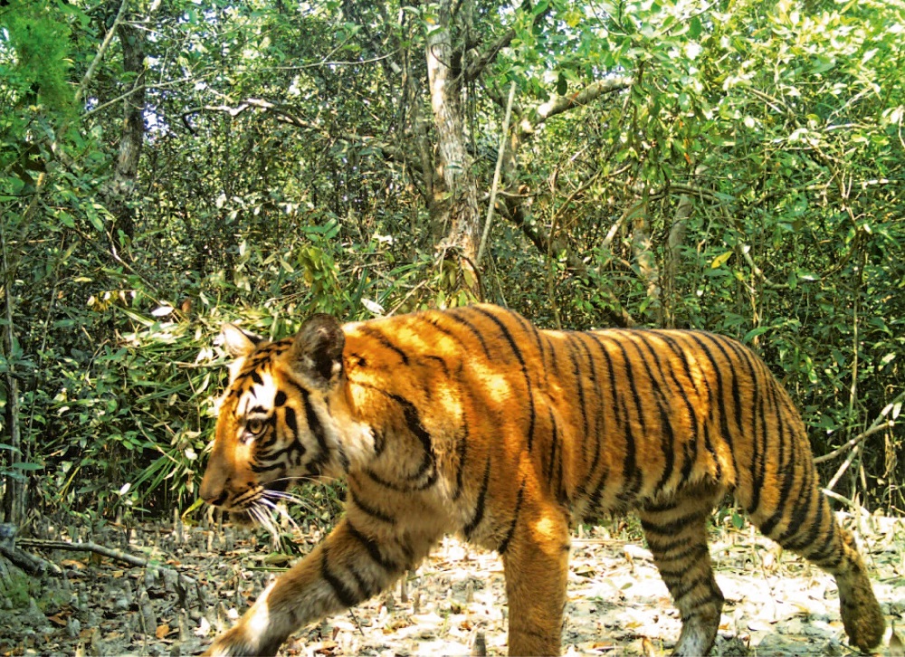 This handout photo taken on April 11, 2018 and released by the Bangladesh Forest Department shows a Bengal tiger walking through the forest in Sarankhola, in the southwestern Bagerhat district. u00e2u20acu201d Bangladesh Forest Department/AFP pic   