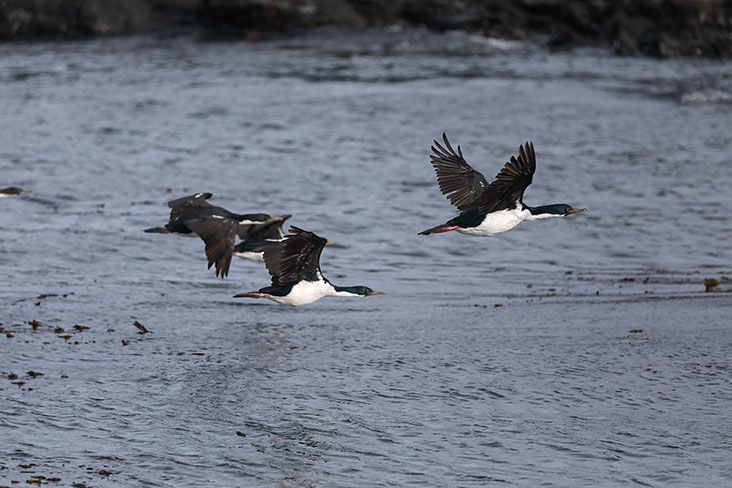 Cormorants taking flight.