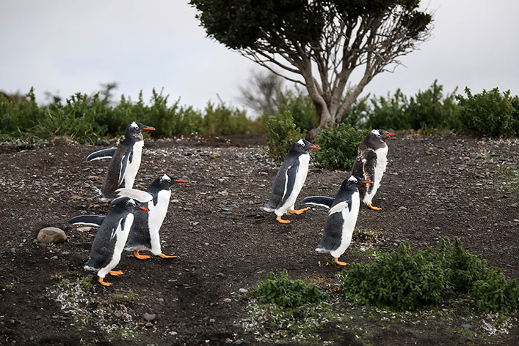 Gentoo penguins are easily distinguished by their red beaks and orange legs.