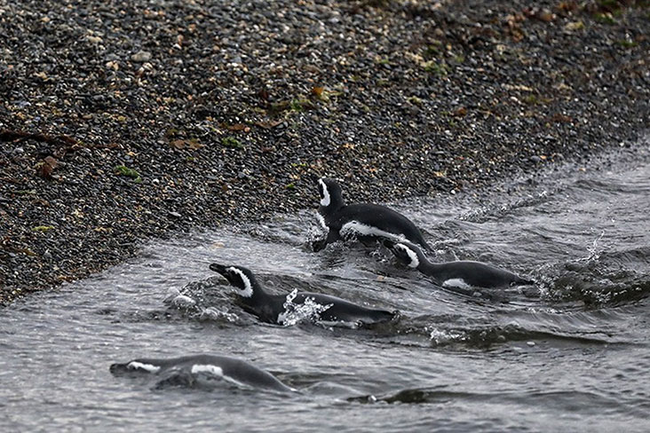Magellanic penguins returning to shore after feeding in the ocean.