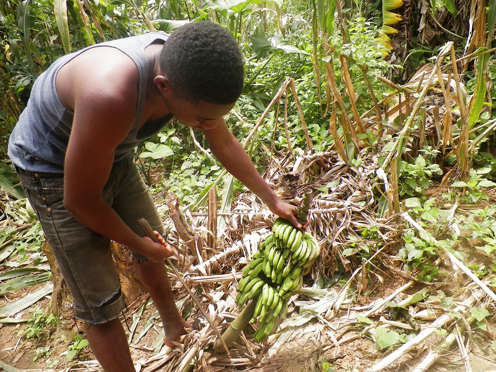 A farmer shows his pest-infected plantain crop in in Muyuka, Southwest Region, Cameroon on July 17, 2019. u00e2u20acu201d Thomson Reuters Foundation pic