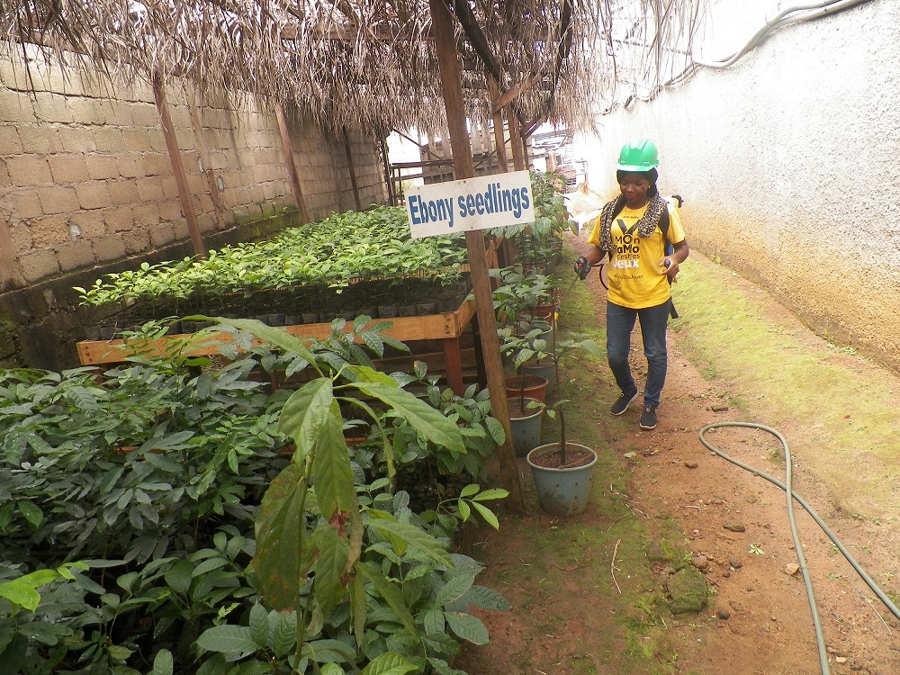 A worker tends to ebony seedlings at a nursery run by Crelicam, a wood supplier co-owned by US firm Taylor Guitars, in Cameroon June 1, 2019. u00e2u20acu2022 Thomson Reuters Foundation pic
