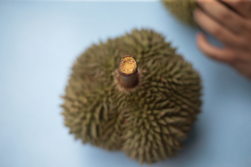 The stem of a fresh durian is always moist and intact. — Picture by Ahmad Zamzahuri