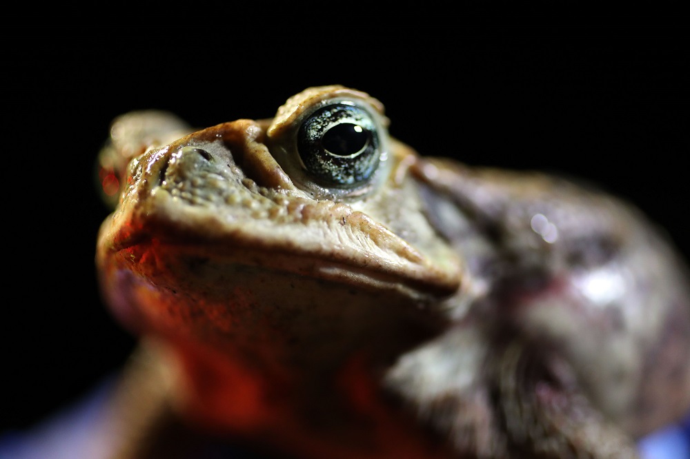Jeannine Tilford, of Toad Busters, a toad removal company based in South Florida, holds a poisonous cane toad, also known as bufos, that she caught near a lake on March 29, 2019 in West Palm Beach, Florida. u00e2u20acu201d AFP pic        