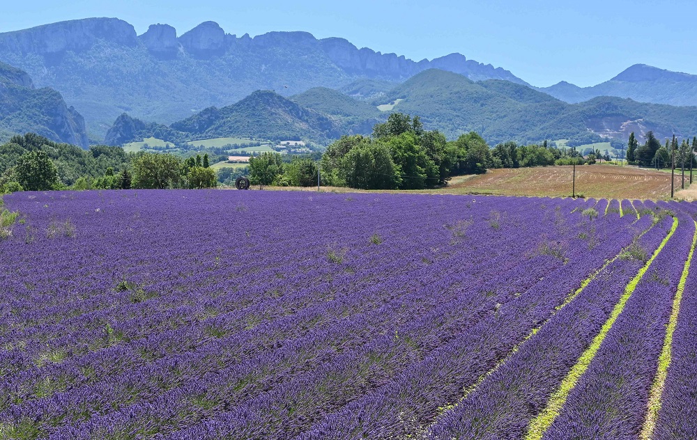 A picture taken on July 12, 2019 shows lavender fields near Chatuzange-le-Goubet, southeastern France. u00e2u20acu201d AFP pic            