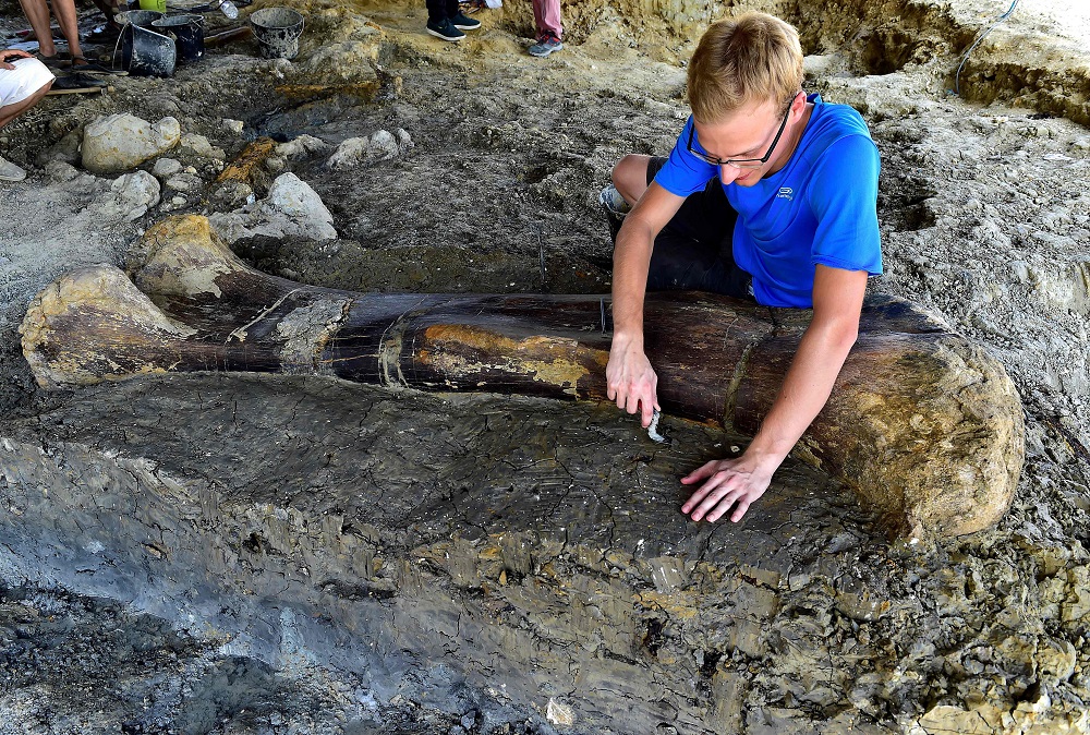 Maxime Lasseron inspects the femur of a Sauropod on July 24, 2019, after it was discovered earlier in the week during excavations at the paleontological site of Angeac-Charente, near Chateauneuf-sur- Charente, south western France. u00e2u20acu201d AFP pic 