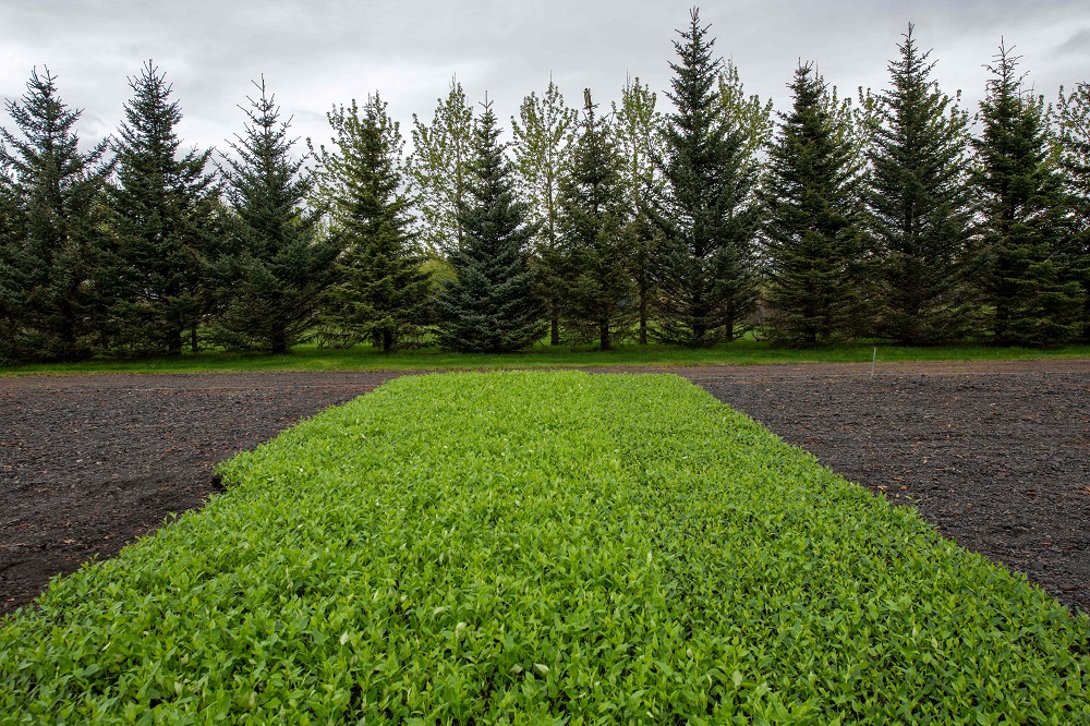Saplings wait to be transplanted at Kvistar greenhouse near Selfoss, southern Iceland before the young trees are planted May 20, 2019. u00e2u20acu201d AFP pic       