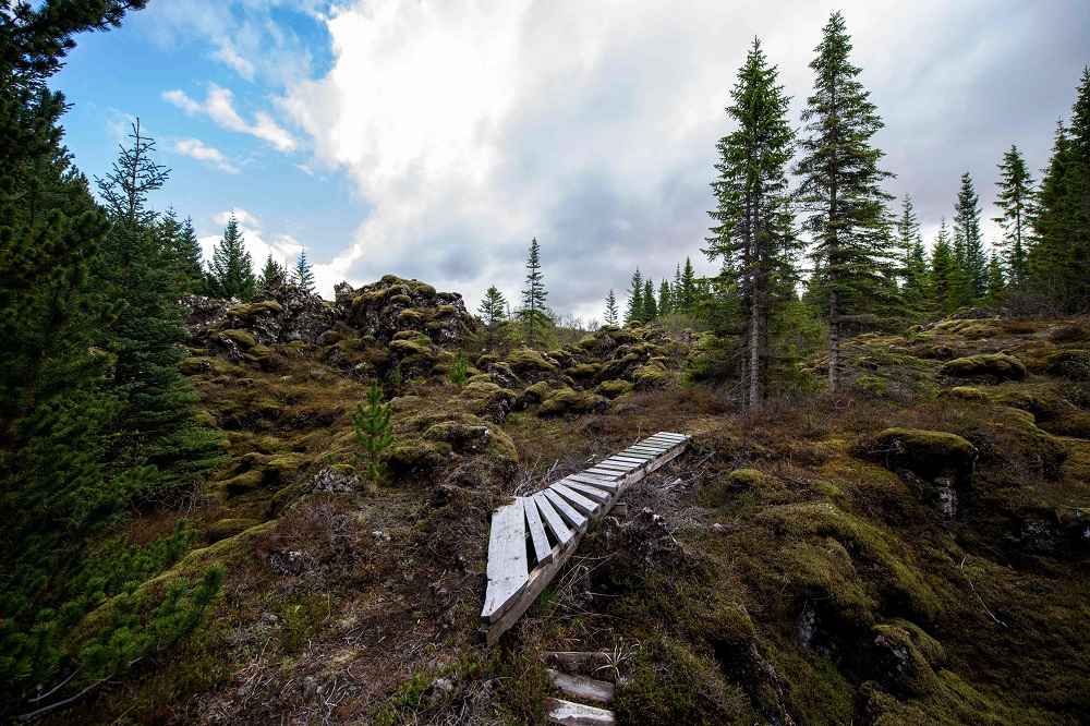 Heidmork Forest is pictured close to Reykjavik, Iceland May 21, 2019. — AFP pic         