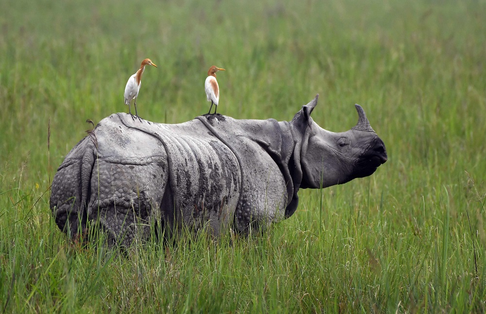 In this photo taken on June 17, 2019, egrets sit on a grazing one-horned rhinoceros in Kaziranga National Park, some 220km from Guwahati, the capital city of Indiau00e2u20acu2122s northeastern state of Assam. u00e2u20acu201d AFP pic      