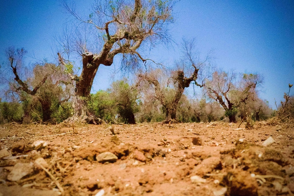 Infected olive trees are pictured in a field belonging to the Mediterranean Agronomic Institute (CNR) near Gallipoli, and used for research on Xylella disease, a bacteria carried from tree to tree by a little bug, on June 20, 2019. u00e2u20acu201d AFP pic           