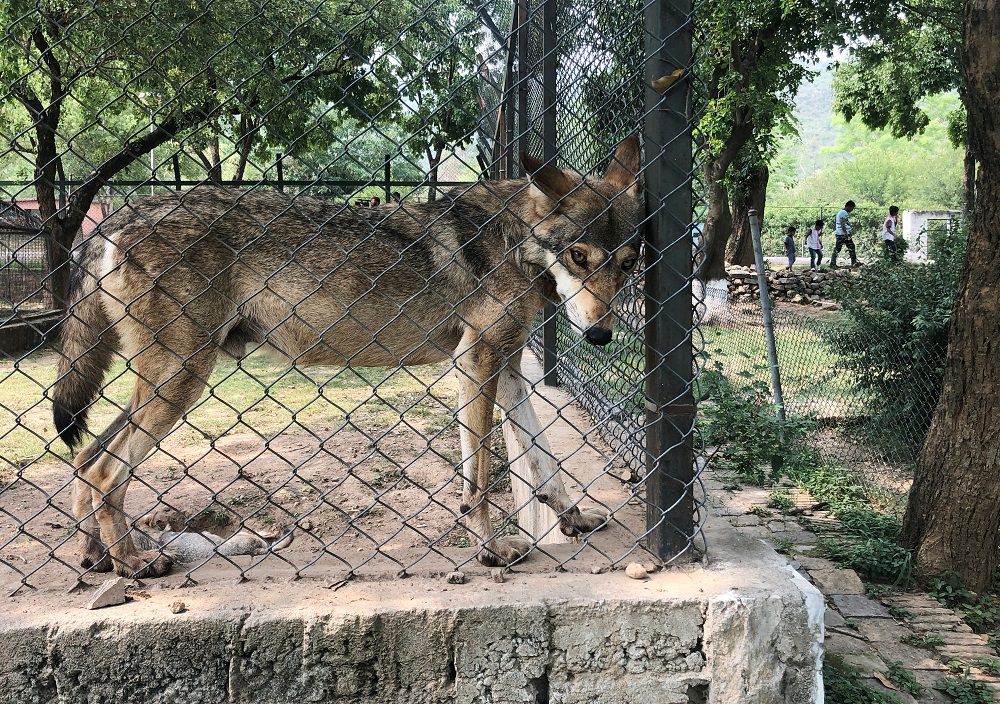 A wolf stands at the ledge of its enclosure while people walk during a picnic at the Islamabad Zoo in Islamabad, Pakistan July 22, 2019. u00e2u20acu201d Reuters pic